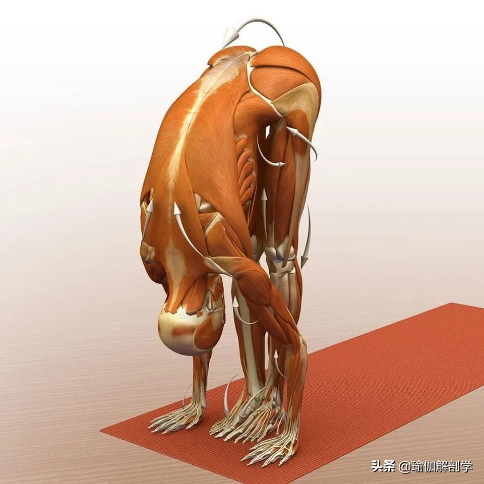 正位瑜伽哈他体式编排,精准正位60分钟瑜伽体式