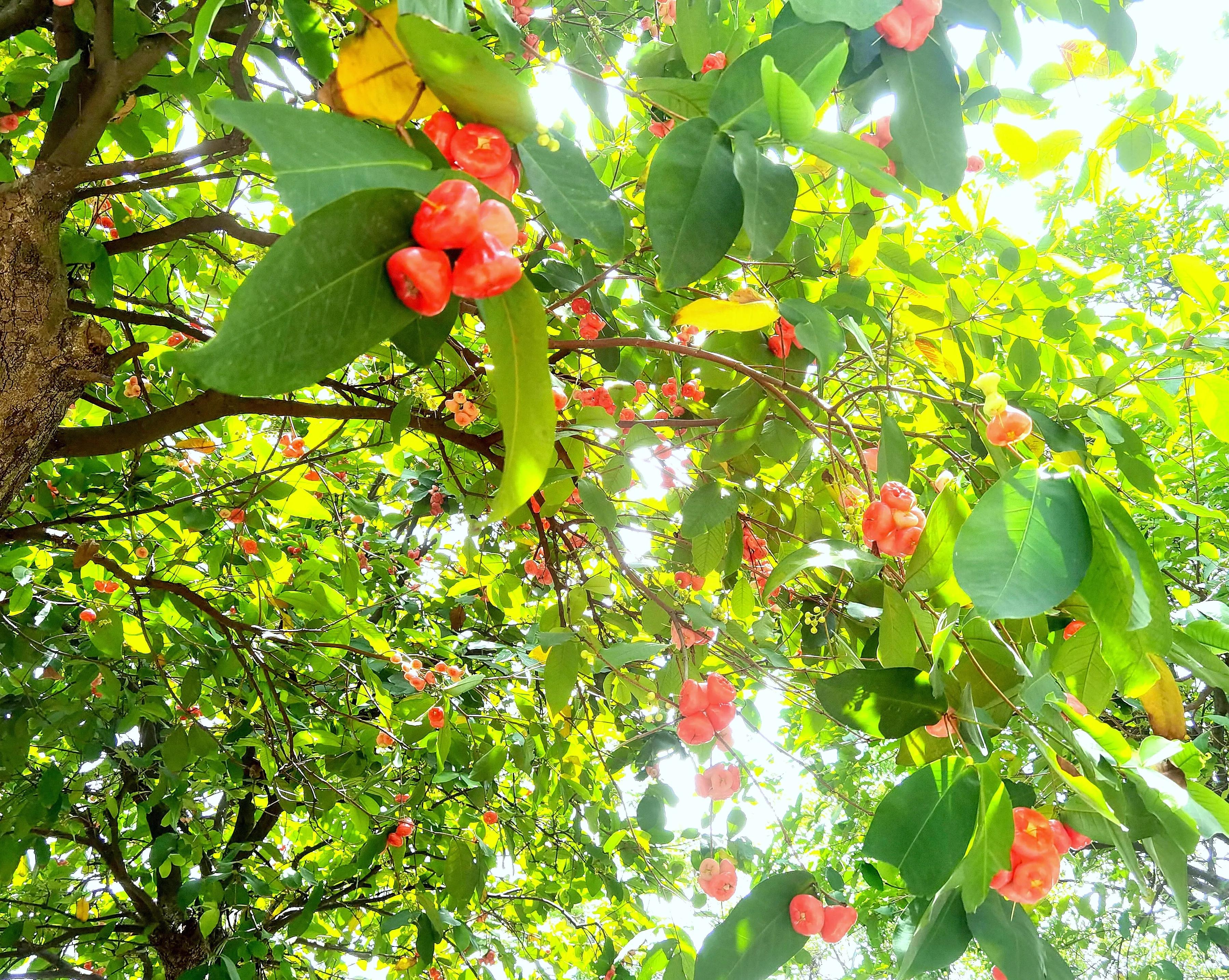 小区“花果山”的世界上最重的水果成熟了，种子更好吃