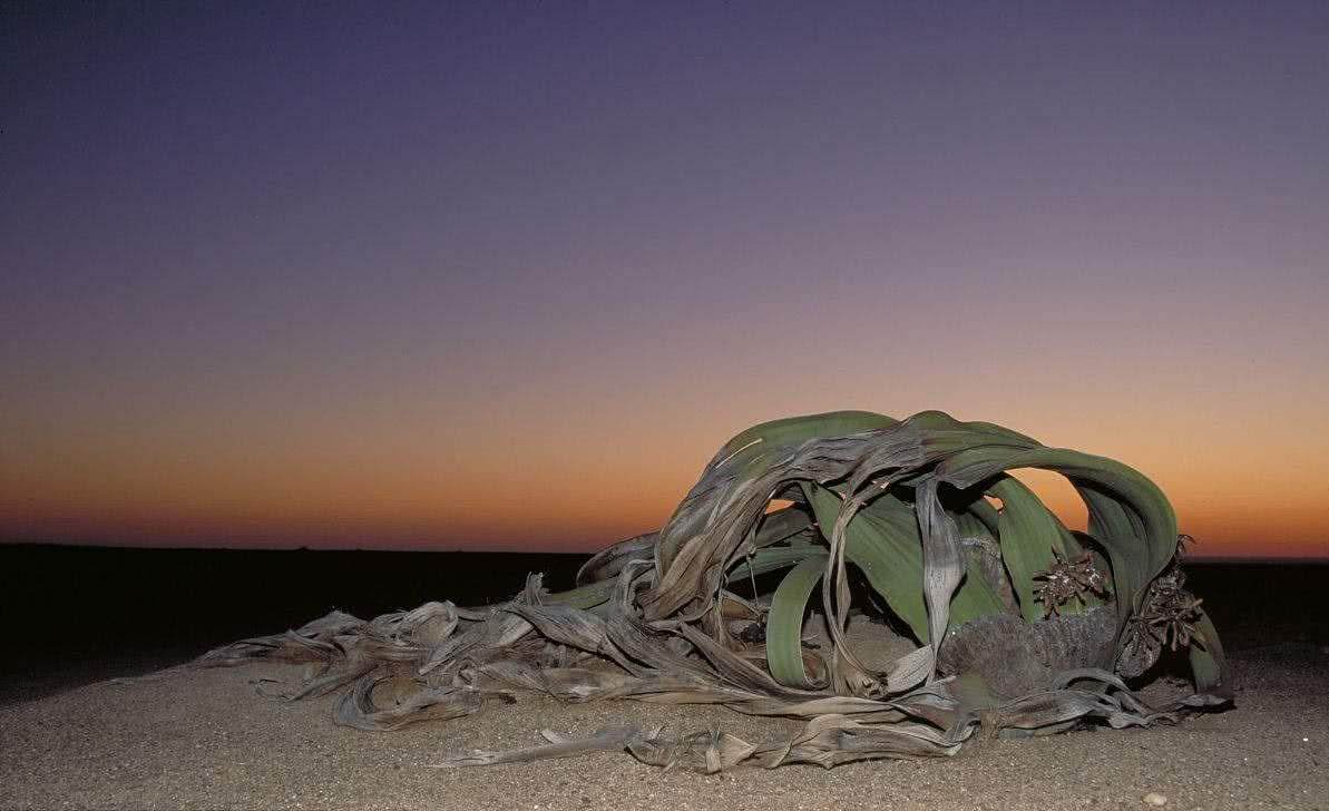百岁兰为什么只长两片叶子,千岁兰叶片不断分裂和分化出什么