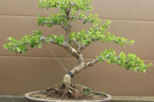 黄杨盆景的养护及注意事项,黄杨盆景什么时候做造型最好