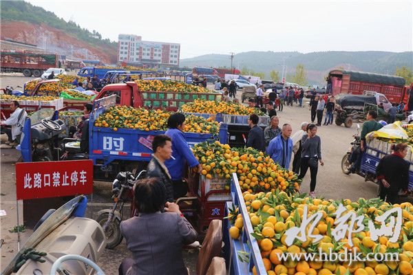 「十堰」习家店镇柑桔俏销四方,带富一方百姓