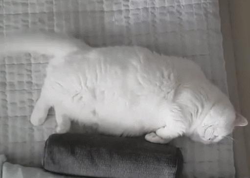 辟谣，猫咪睡觉摆尾并非装睡，轻易打扰，小心晚上头发不保