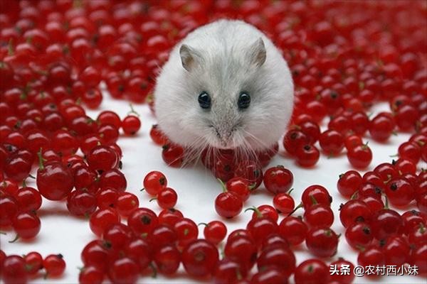 仓鼠越狱找回后该怎么避免又逃跑,仓鼠越狱后如何自己回来