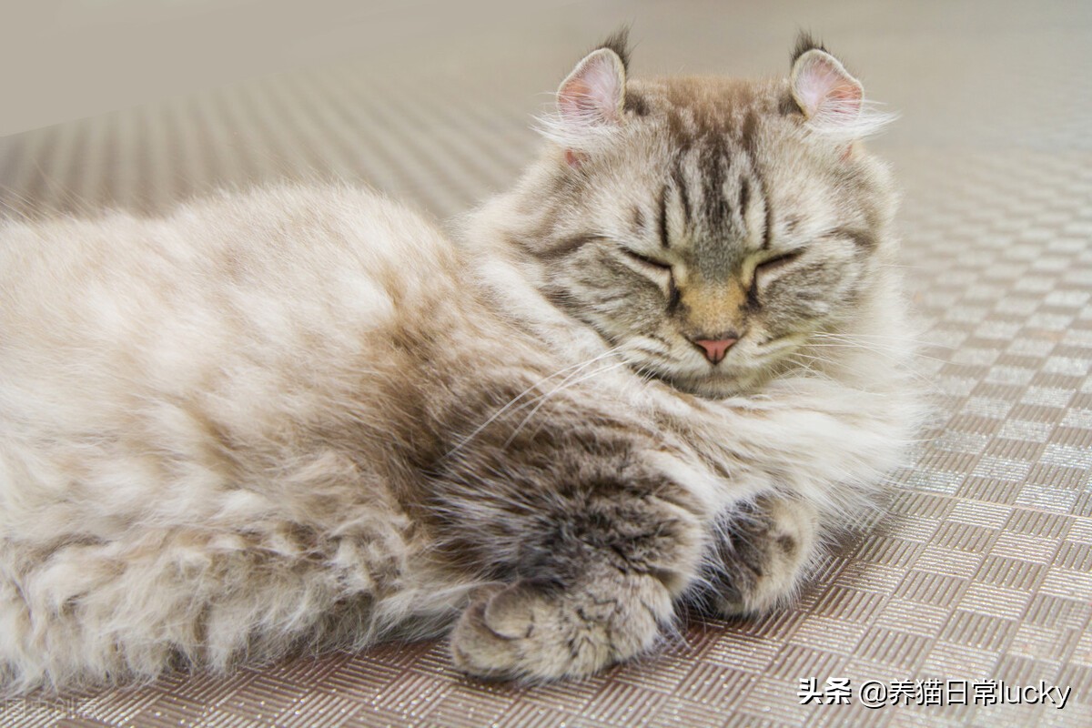 盘点那些非常好看的猫,盘点世界上最好看的猫