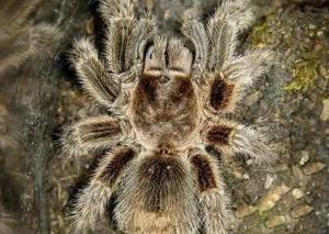 民间真有下蛊这种邪术吗,民间邪术养蛊是真的吗