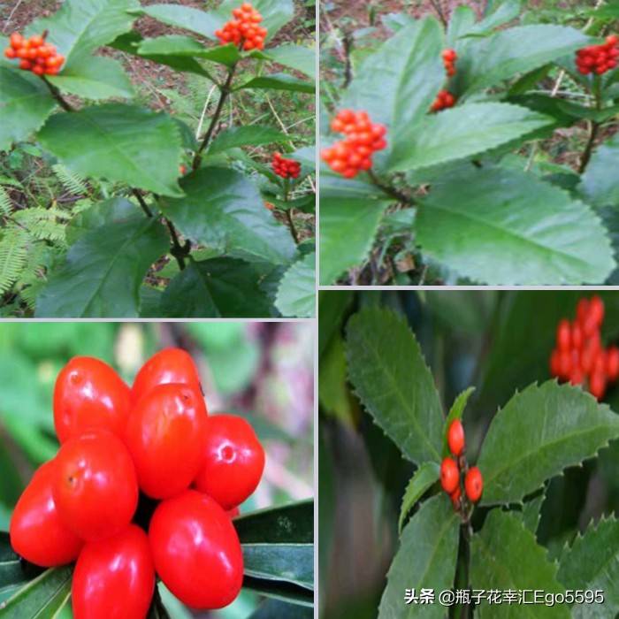 父亲节的鲜花,父亲节买什么鲜花比较好看