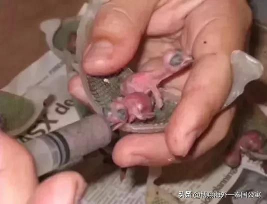 泰国燕窝和马来西亚哪个好,泰国燕窝马来燕窝外表差别