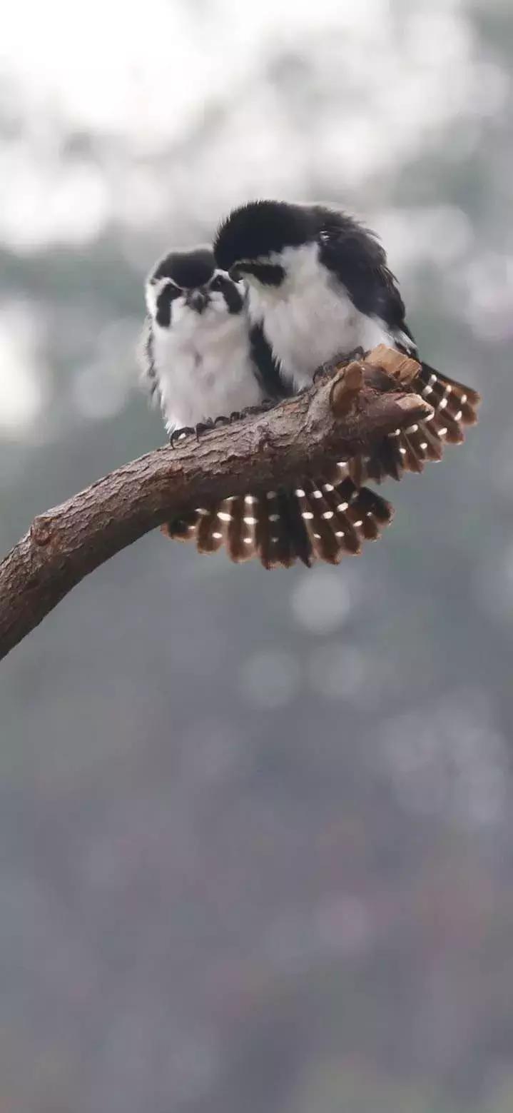 杭州西湖隐于山林之间的酒店,西湖云端酒店