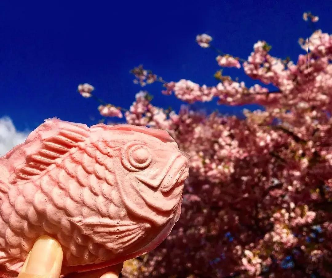 日本樱花又快开了吗 (日本樱花预计什么时候开)