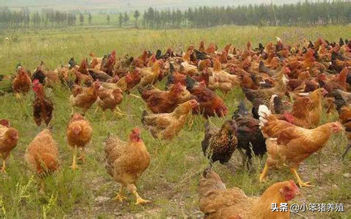 鸡为什么没有神经疼痛,鸡病了有什么症状表现