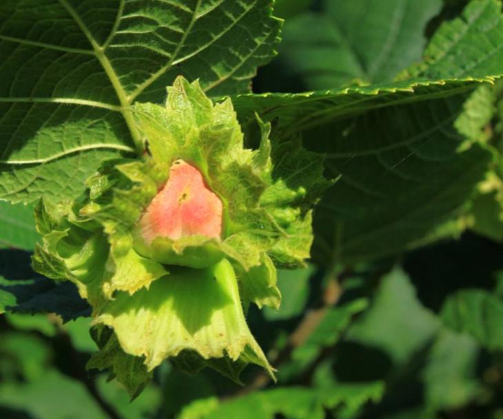 榛子有多贵,榛子一亩地能栽多少棵