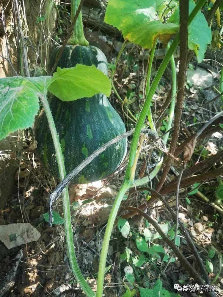 金太阳幼儿园校门,延安市甘泉谢金庄幼儿园