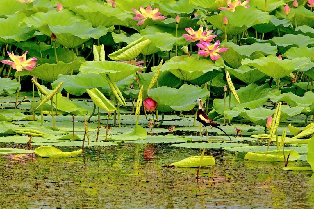 「992|动听河北」这片湖被称作“东亚蓝宝石”，竟是禹王治水留下的“禹迹”