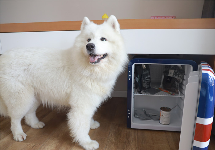 狗狗不吃饭怎么判断是否生病,狗狗拒食护食方法