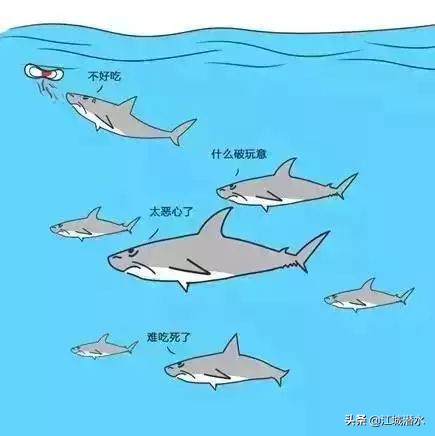 来大姨妈去潜水会怎样,自由潜水会不会遇到鲨鱼