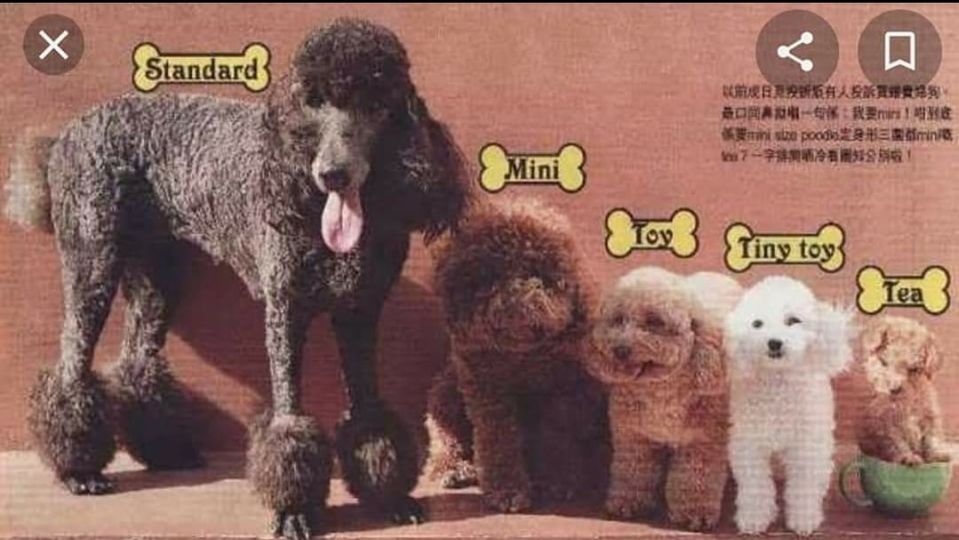 可爱的茶杯犬后面真相却很残忍,茶杯犬是怎样形成的视频