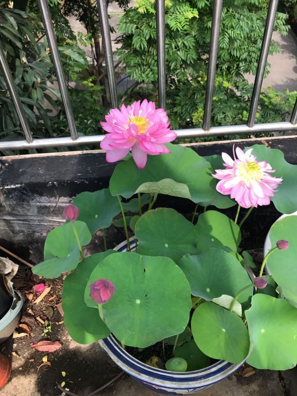 种碗莲几天开叶几天浇水,碗莲种藕种下几天叶片展开