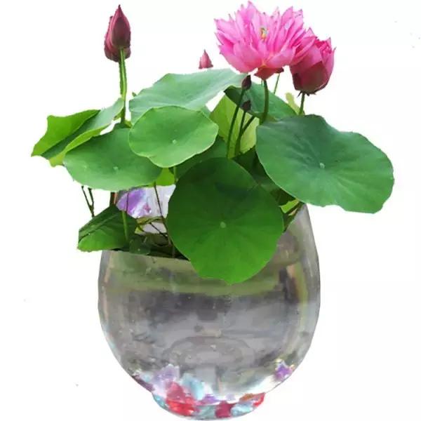 自己养的花不开花怎么回事,为什么我养的花不开花