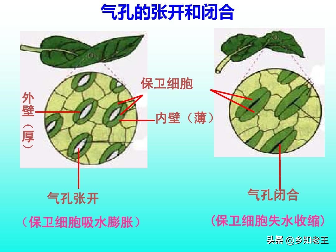 作物缺钼失绿怎么办,瓜类缺钼症的症状
