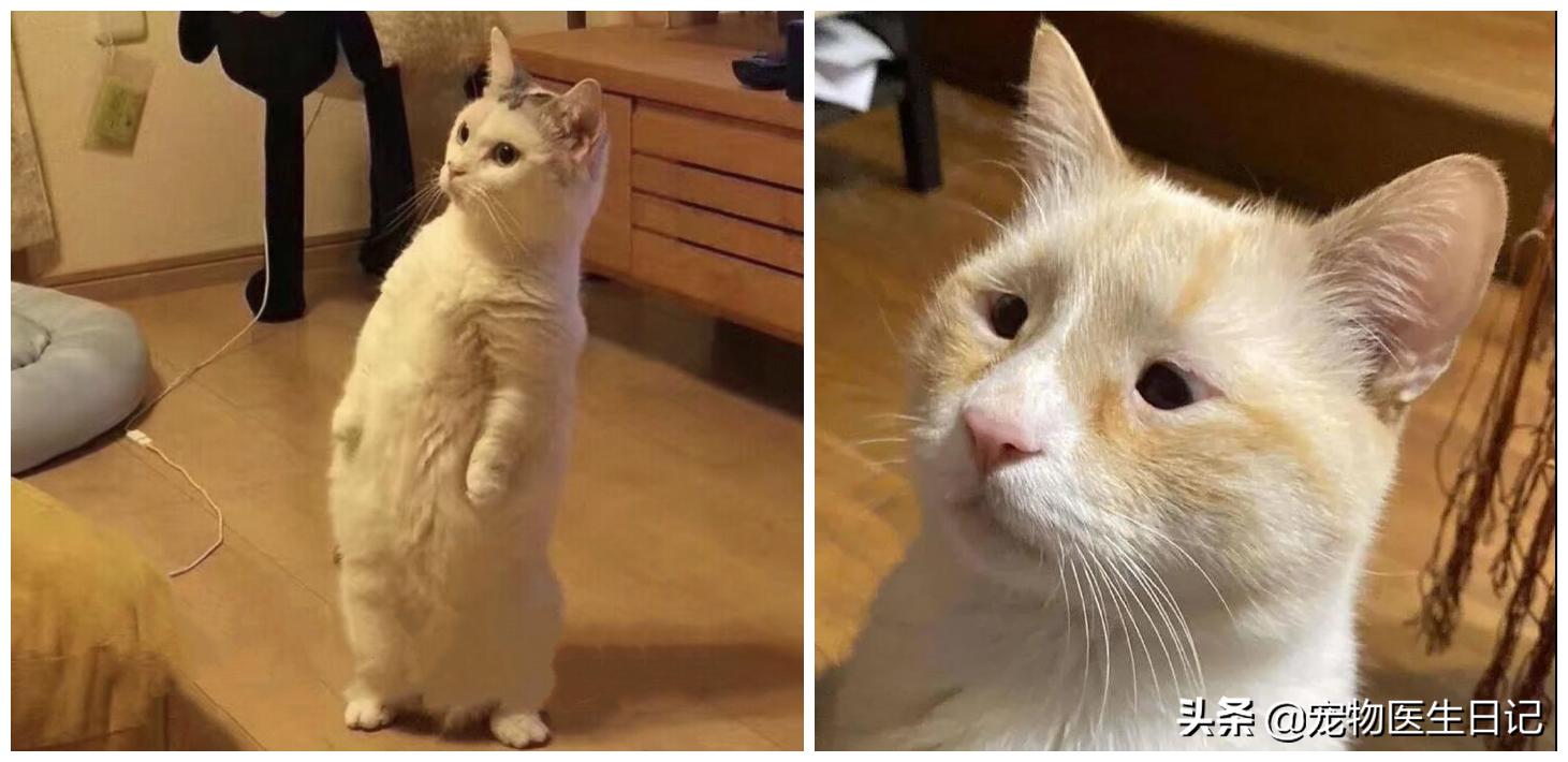 盘点那些呆萌又可爱的猫咪,盘点那些很可爱又呆萌的猫咪