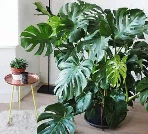 龟背竹的扦插方法和注意事项,怎么扦插龟背竹成活率高