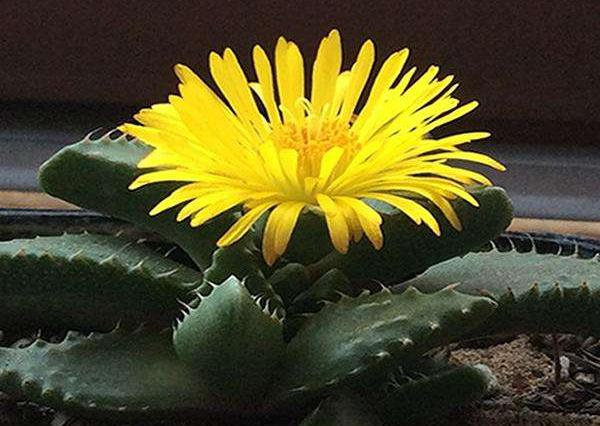 多肉四海波的图片,多肉植物四海波价格