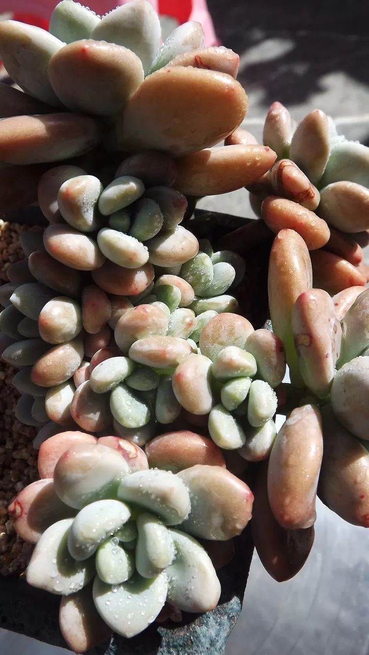 爱机车,爱多肉,宝妈花姐的诗和远方