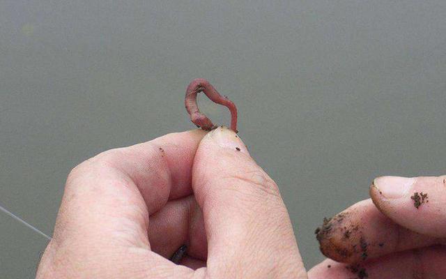 三月鲫和三春鲫,三月鲫好钓吗