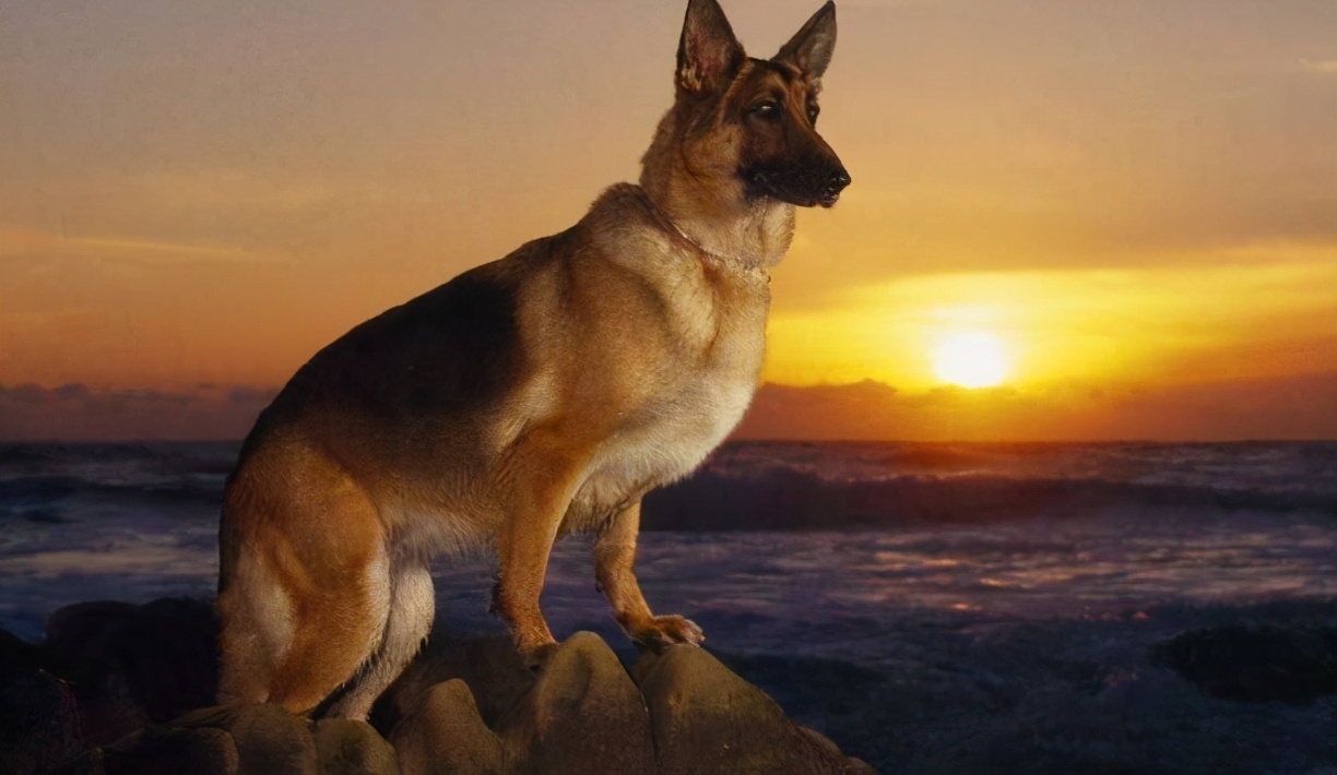 为什么德国牧羊犬这么受大家欢迎,德国牧羊犬实力到底有多强