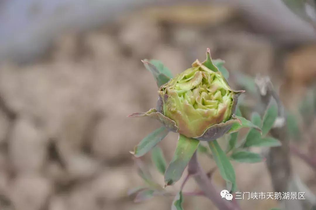 三门峡牡丹苑景区,三门峡牡丹苑的视频