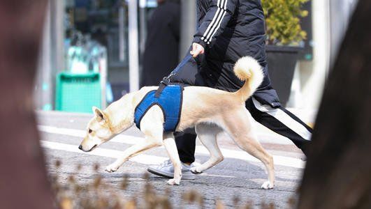 宠物狗检测呈弱阳性,宠物狗会不会携带新冠病毒