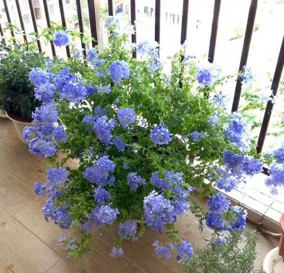 老花农不小心透露，花盆里倒3滴油，1个月爆盆，全年不用施肥