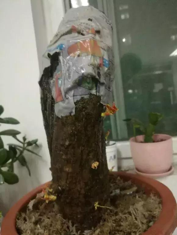 石榴树树干修剪视频,石榴树修剪枝条的方法