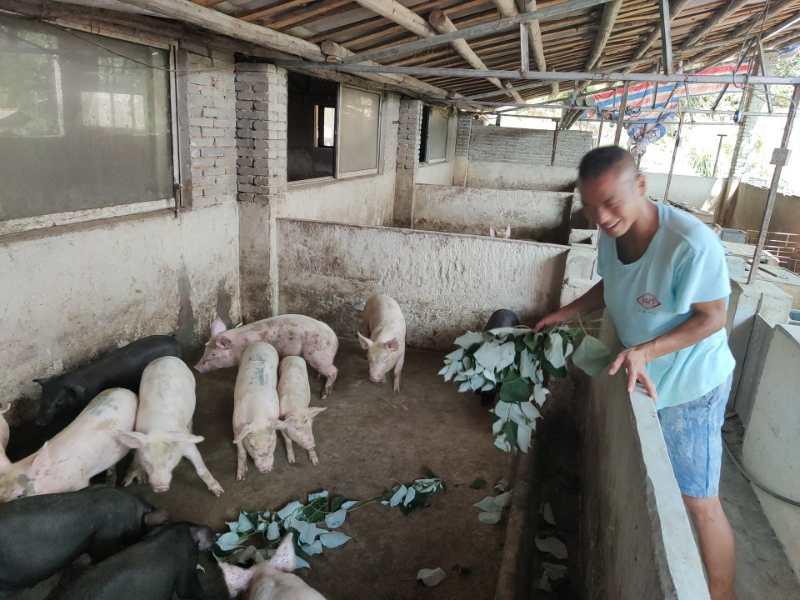 助农致富的“爱心养猪场“一一，记岳阳县公田镇佳仪生态农庄业主陈志祥