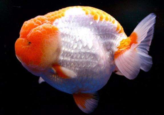 你还在给鱼缸加盐吗?我的弯路,你们就别再走了