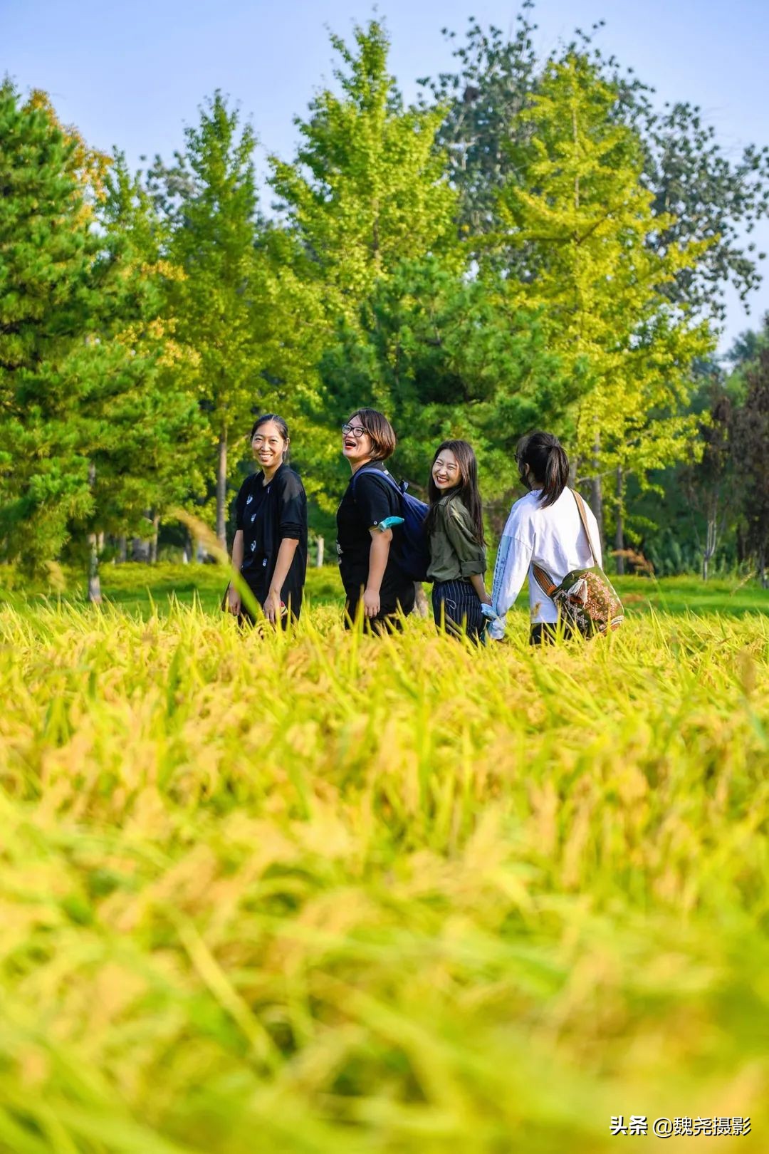 北京北坞公园里的京西稻又熟了,曾经只有皇上才能吃上这儿的大米
