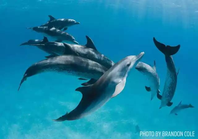 自由潜水怎么玩,潜水20个基本技巧