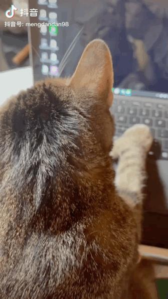 给猫剪指甲指甲劈开了有没有事了,给猫猫剪指甲失误