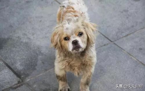 当你不想养狗的时候要怎么办呢,没有足够的心理准备不要养狗