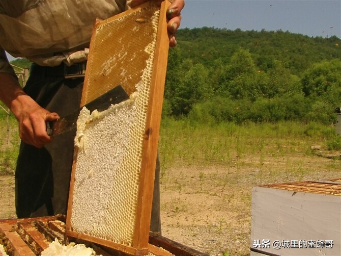 度蜜月的由来是什么意思,度蜜月的另一种说法