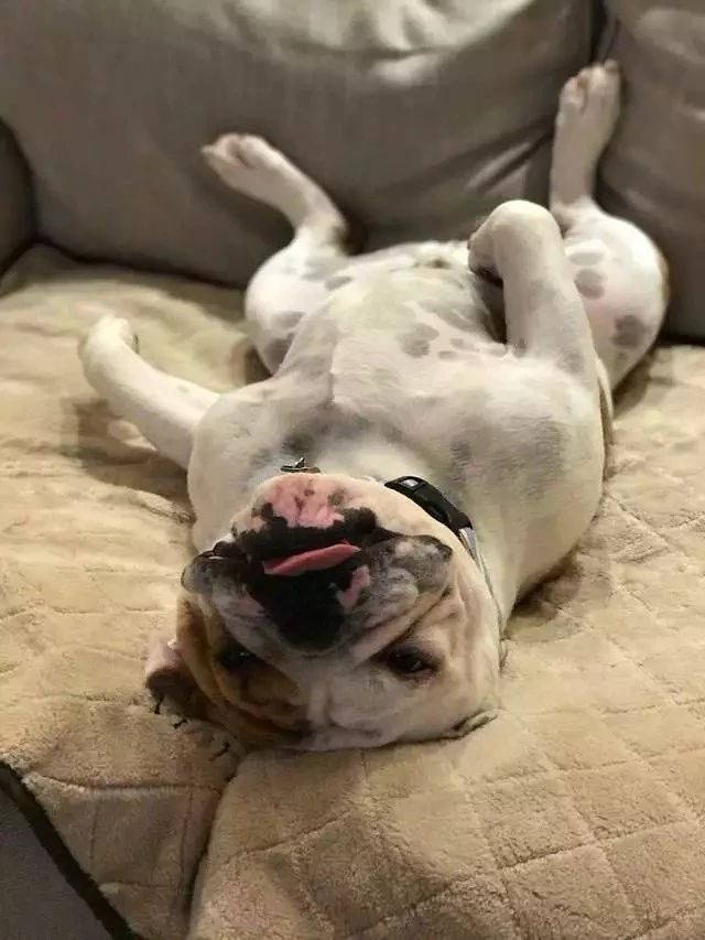 狗狗的肚子……其实是个“百宝箱”？