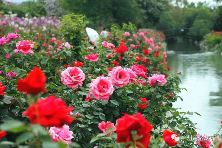 颜值100分以上,颜值100分气质100分