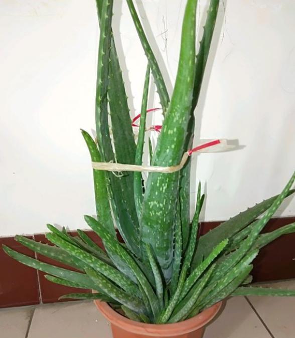 芦荟徒长了叶片太长能剪掉吗,芦荟徒长怎么办