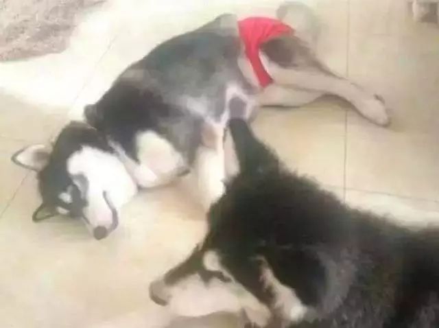 狗狗也会来姨妈嘛,狗狗来月经怎么办