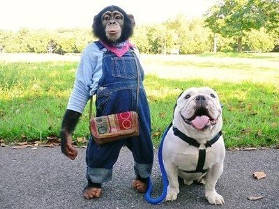 这十种狗狗是真的怕冷,这几种狗超怕冷出门要记得穿衣服