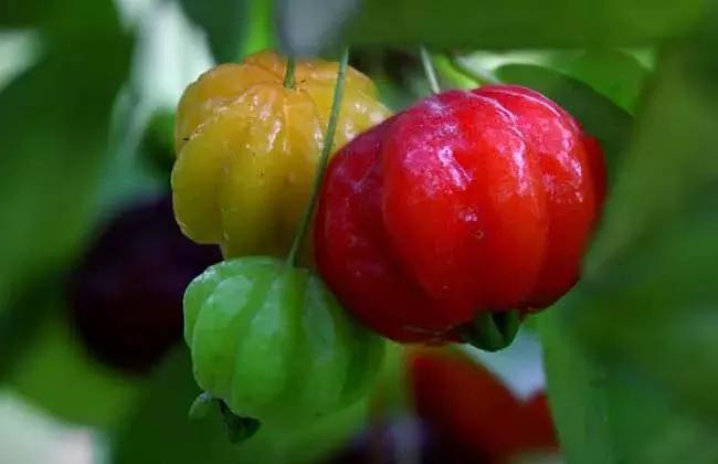 90斤的超大南瓜,迷你南瓜一个多少斤