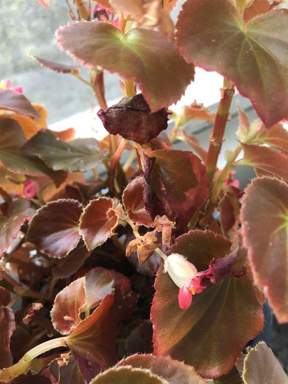 四季海棠叶子焦边干枯怎么处理,四季海棠掉花瓣焦边怎么回事