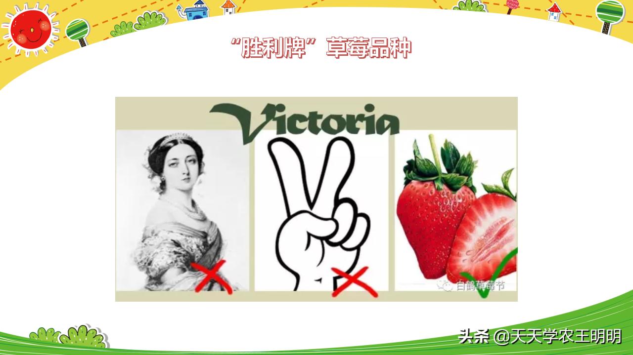 什么品种的草莓最好养也最好吃,草莓哪个品种比较好吃