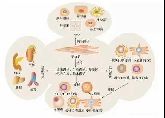 干细胞治疗糖尿病颠覆性技术,干细胞研究治疗糖尿病的最新消息