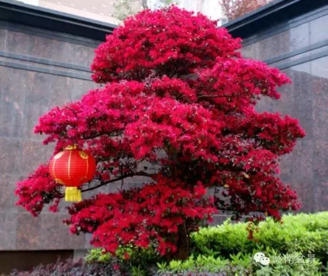 檵木小老桩盆景,檵木盆景图片大全